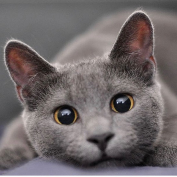 Fifty Shades of GREY - Picture 2 of 8